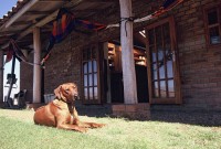 \'Shackleton\' the Rhodesian ridgeback outside the Llanganuco Lodge